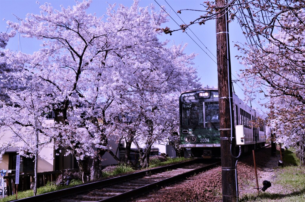 春の花電車。。。！