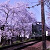 春の花電車。。。！