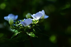 光と影と紫陽花　⑤。。。！