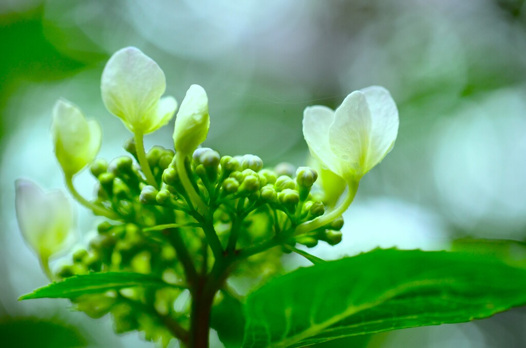 清い花よ。。。！