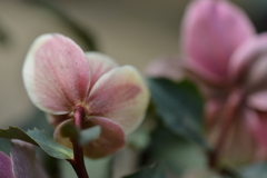 冬花　➁。。。！