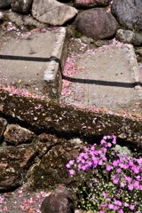 道程の華。。。！