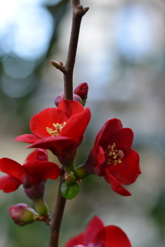 赤の情念　➁。。。！