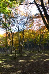 稲荷山の紅葉　①。。。！