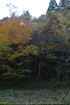 雑木林の紅葉　➂。。。！