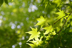 光と青紅葉　⑤。。。！