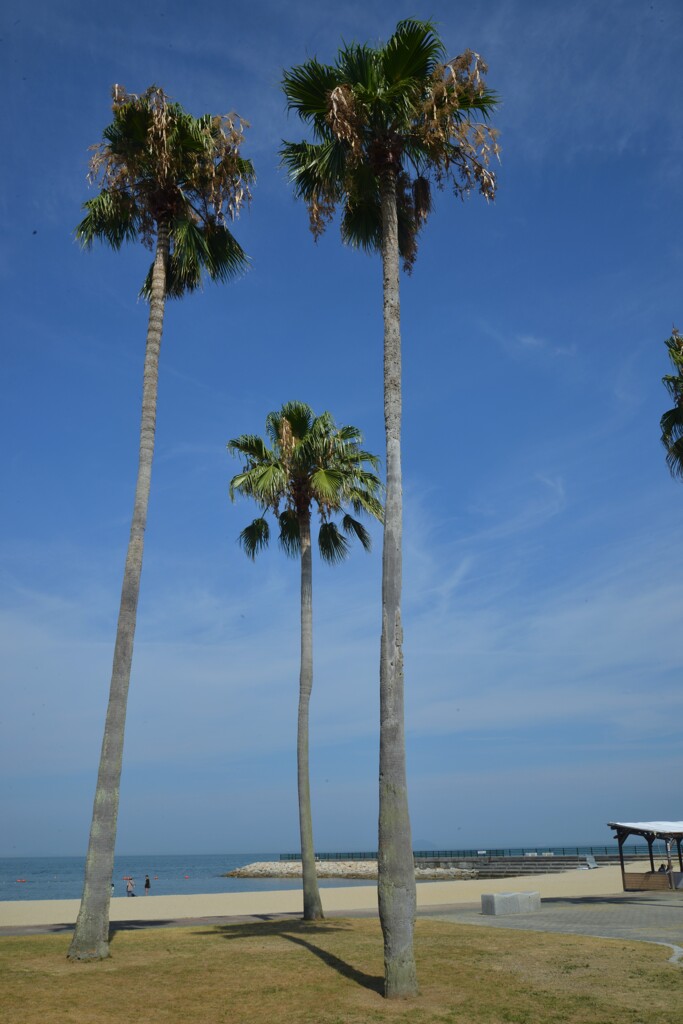 summer　beach　➂。。。！