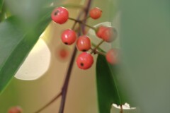 秋枯れの公園　②。。。！