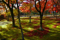 心に残る紅葉。。。！