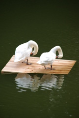 おしどり夫婦。。。！