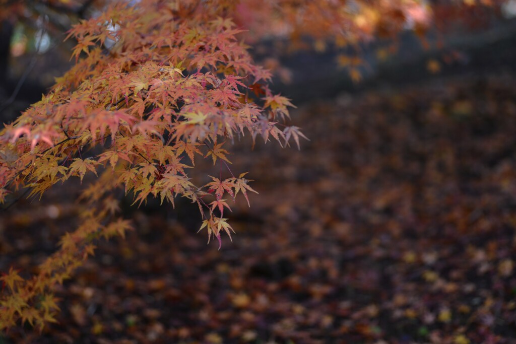 秋ですねえ~　⑥。。。！