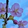 早咲サクラ　②。。。！