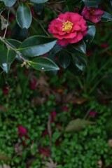 春を呼ぶ紅椿　④。。。！