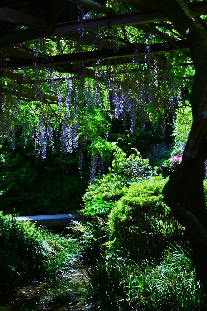 妖艶な紫雲　⑦。。。！