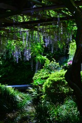 妖艶な紫雲　⑦。。。！