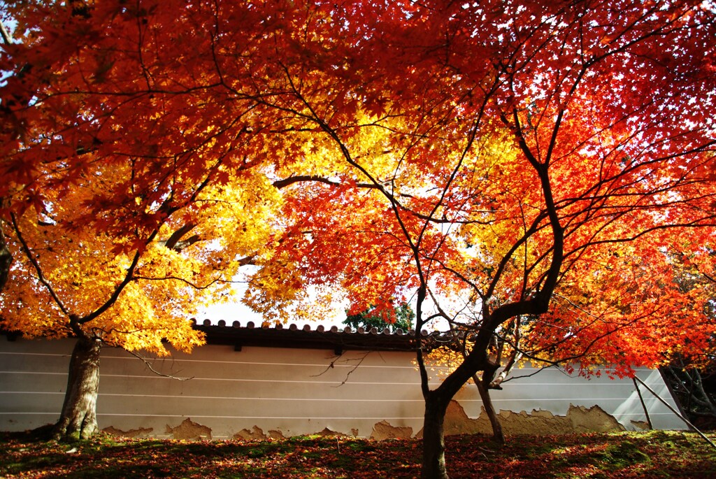 紅葉と美の風景　⑤。。。！