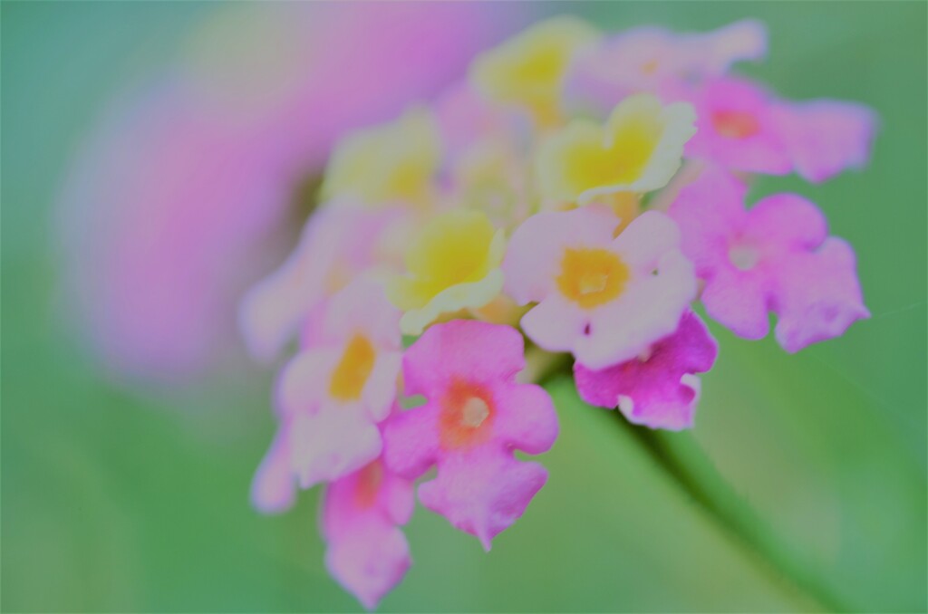 綿あめ。。。！