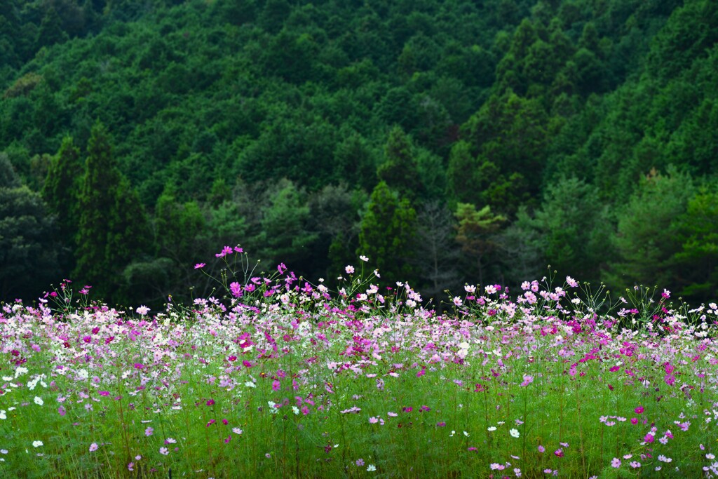 山の秋を惜しむ　⑥。。。！