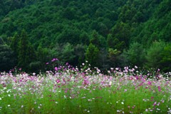 山の秋を惜しむ ⑥。。。! 山の秋を惜しむ ⑥。。。!