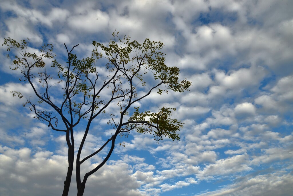 西の空うろこ雲が生まれる日　。。。！