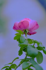 秋バラの詩　➂。。。！