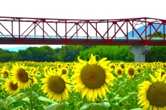 赤い橋とひまわり畑　②。。。！