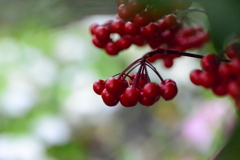 春の訪れ　①。。。！