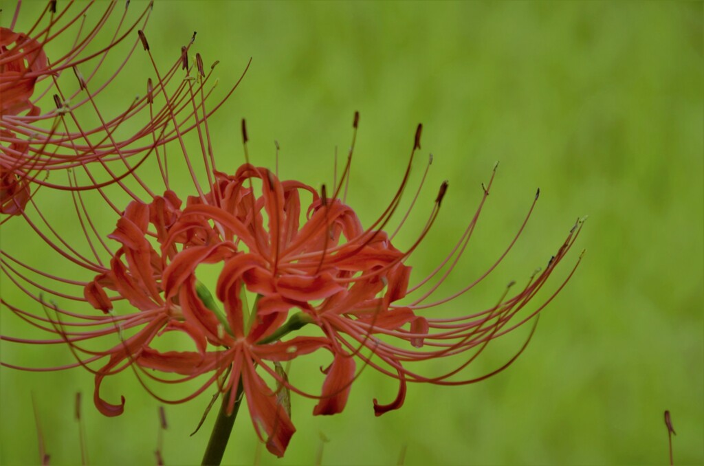 曼珠沙華咲き誇る　⑤　。。。！