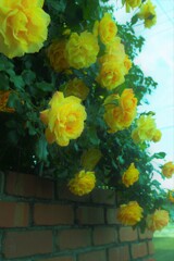 薔薇に埋もれる家　③。。。！