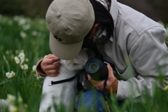 白い水仙．．白い猫　②。。。！