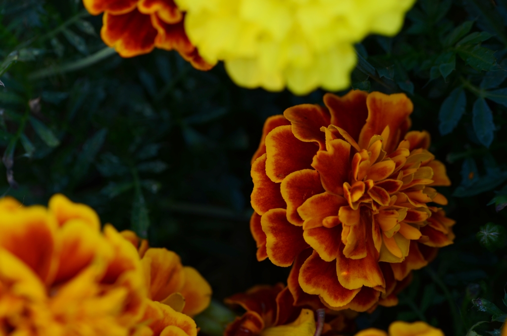 夜の夢。。。！