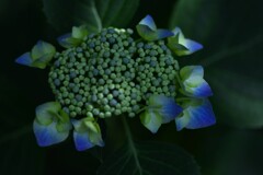 光と影と紫陽花　②。。。！