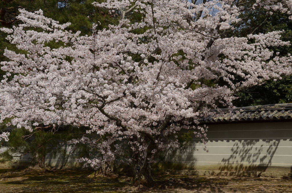 想い出桜（２）。。。！