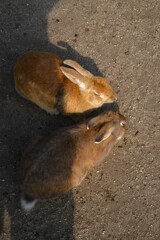 大久野島．．平和の使者　⑤。。。！