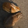 大久野島．．平和の使者　⑤。。。！