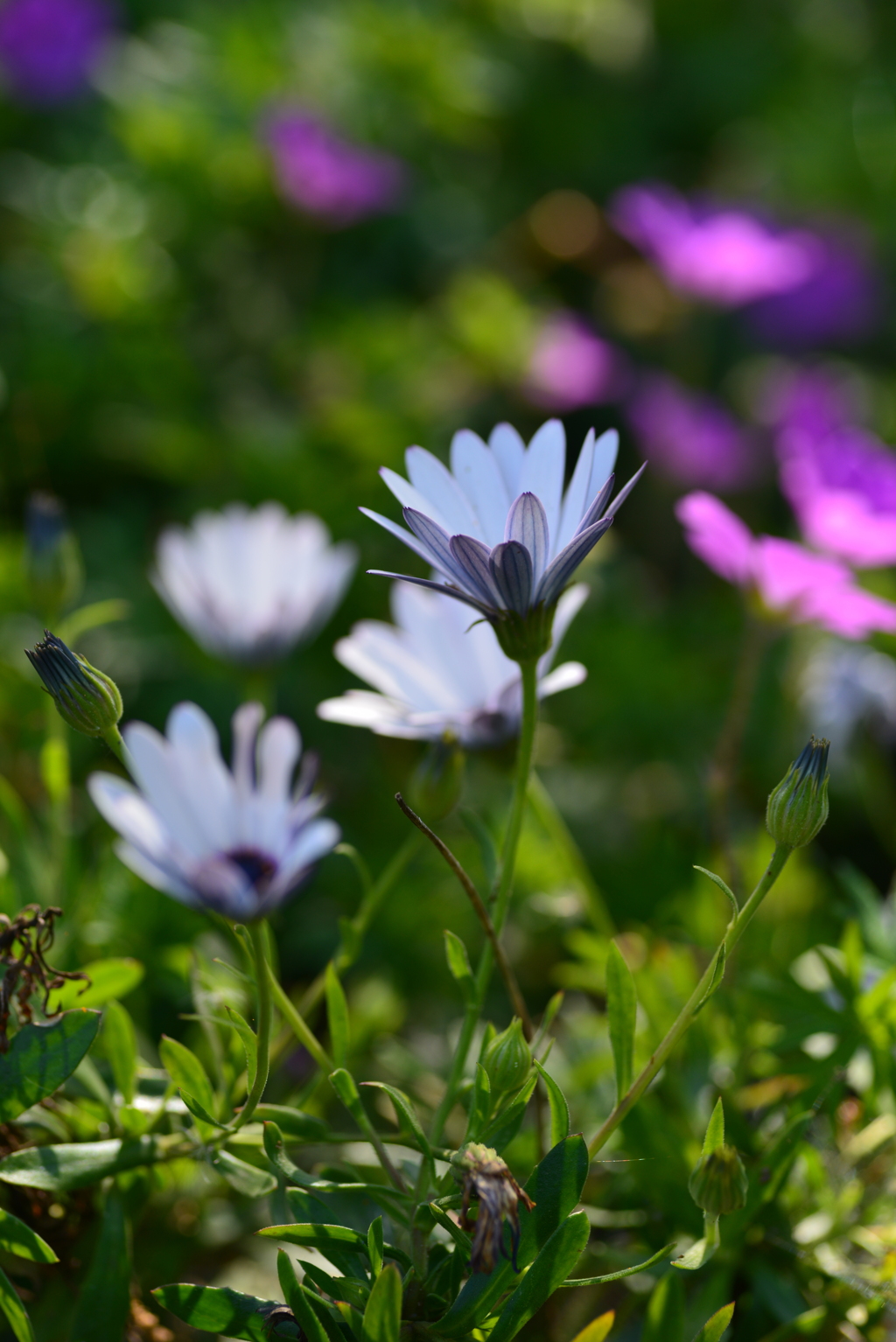 紫小花　⑤。。。！