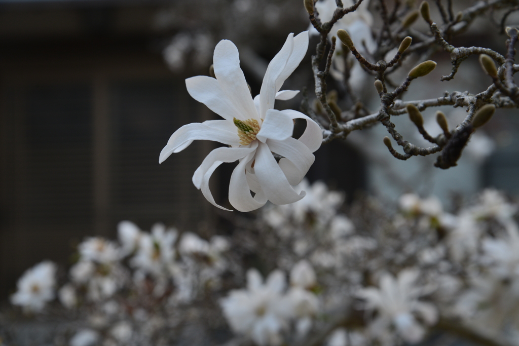 桜だけが花じゃない　➂。。。！