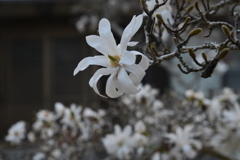 桜だけが花じゃない　➂。。。！