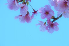 さくら…　さくら…　ああ桜。。。！