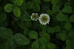 みどりの日　⑤。。。！