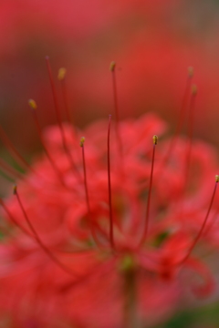 真紅の秋色　⑤。。。！