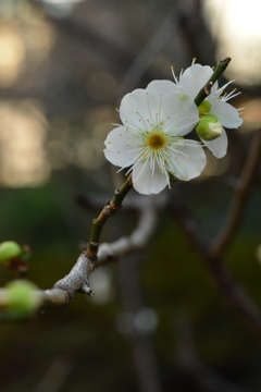 春を夢見て　④。。。！