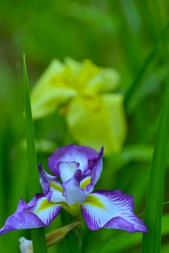 六月雨の花たちへ　⑤。。。！