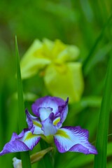 六月雨の花たちへ　⑤。。。！
