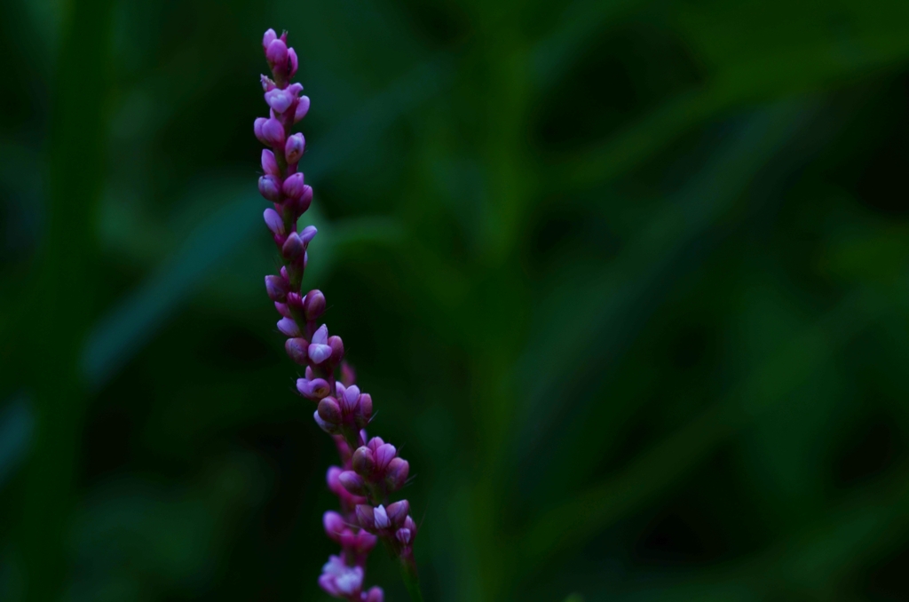 秋を告げる足音　②　。。。！