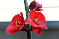 赤の情念　①。。。！