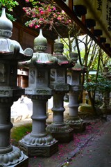 回廊の散り椿　⑤。。。！