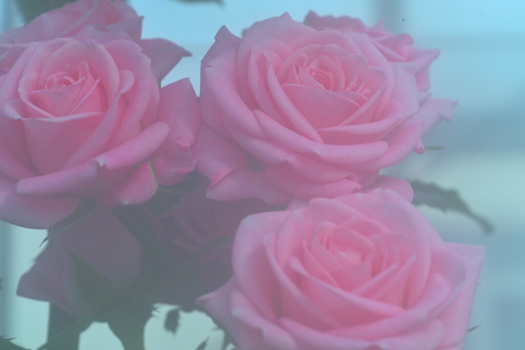 春咲き小花　⑤。。。！