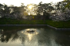 城山公園．．百花繚乱　①。。。！