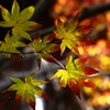 秋よこんにちは。。。！